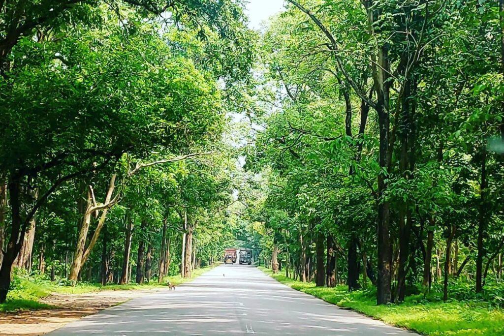 Eturnagam forest
