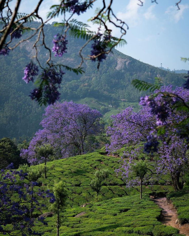 munnar visiting place
