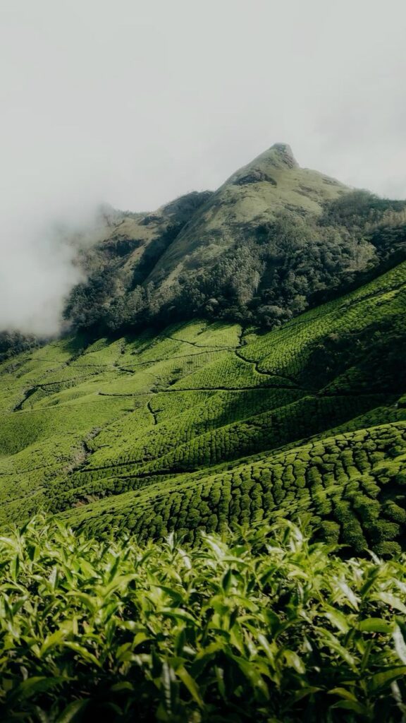 munnar estate